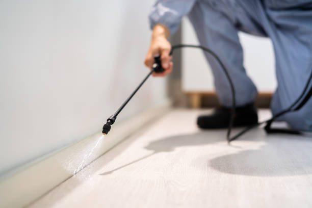 Licensed Wasp Removal service in Quartz Hill, CA - Show Me Pest Control